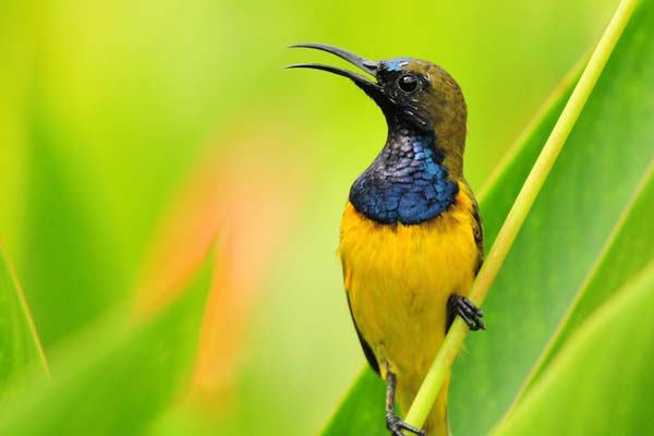 人工知能と鳥生息地分析