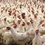 養鶏世界大手が300万匹の鶏の産卵管理に「乳母ロボット」導入…巡回して体温測定