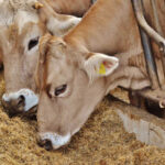 進む「データ畜産」…家畜の疫病早期発見や飼育工程管理にAI活用